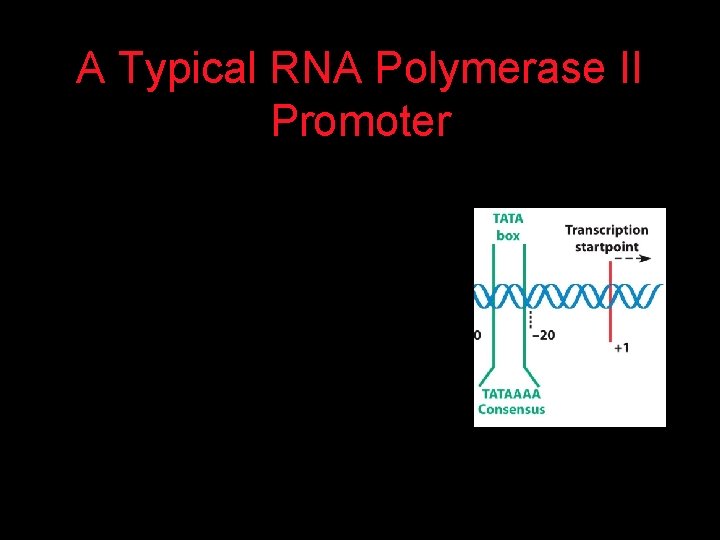 A Typical RNA Polymerase II Promoter 