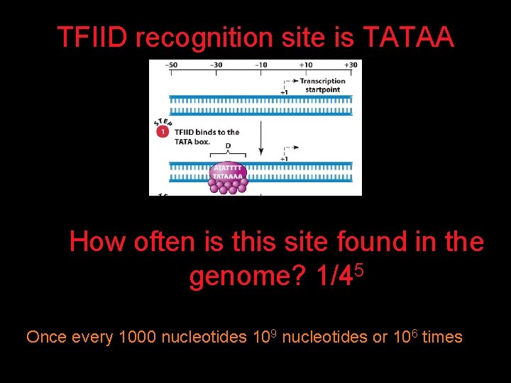 TFIID recognition site is TATAA How often is this site found in the genome?