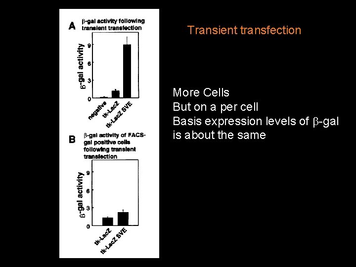 Transient transfection More Cells But on a per cell Basis expression levels of -gal