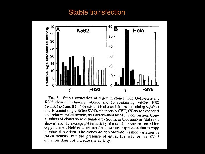 Stable transfection 