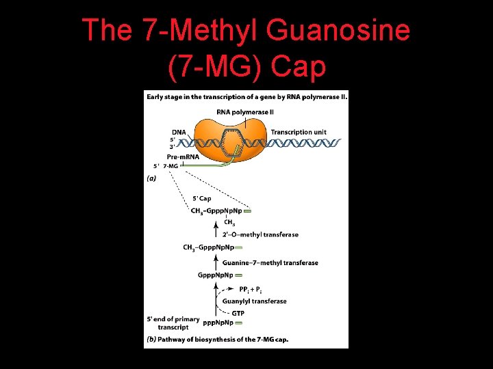 The 7 -Methyl Guanosine (7 -MG) Cap 