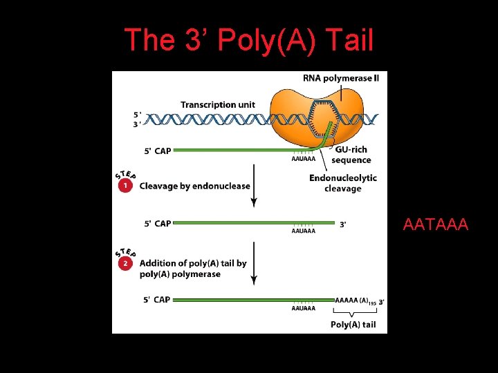 The 3’ Poly(A) Tail AATAAA 