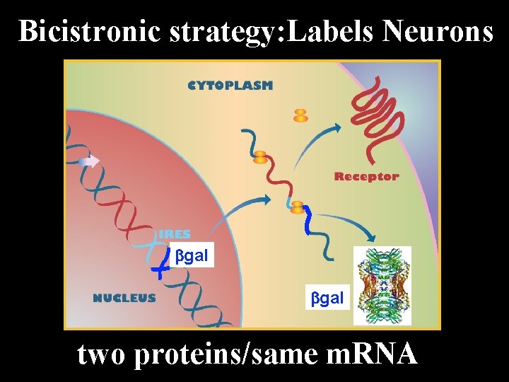 Bicistronic strategy: Labels Neurons gal two proteins/same m. RNA 