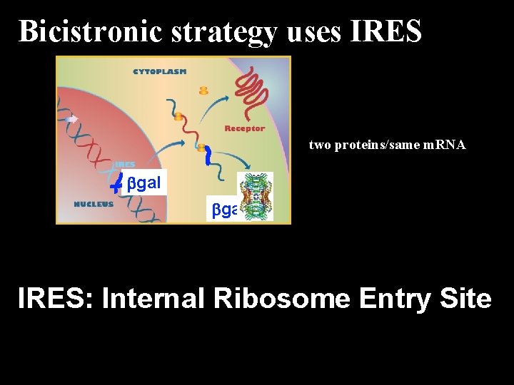 Bicistronic strategy uses IRES two proteins/same m. RNA gal IRES: Internal Ribosome Entry Site