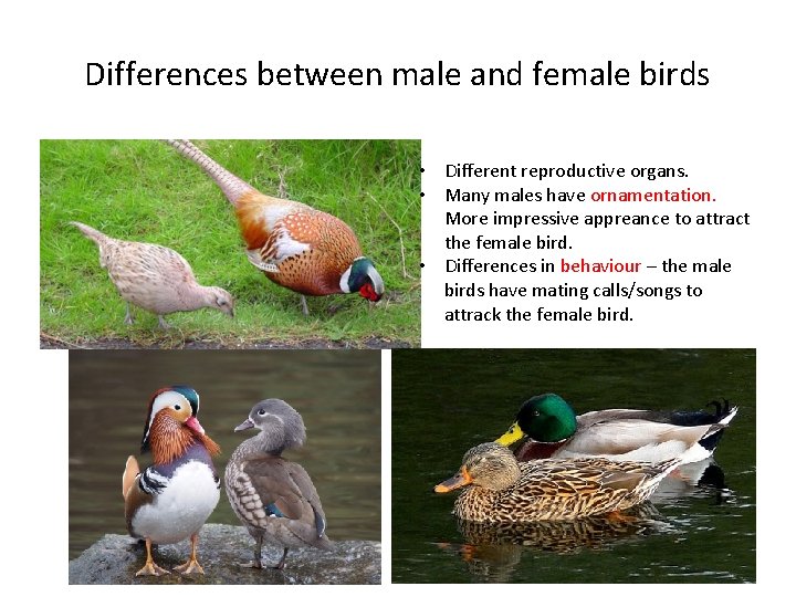 Differences between male and female birds • Different reproductive organs. • Many males have