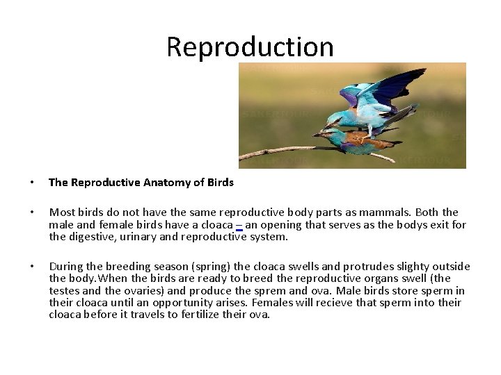 Reproduction • The Reproductive Anatomy of Birds • Most birds do not have the