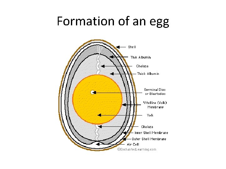 Formation of an egg 