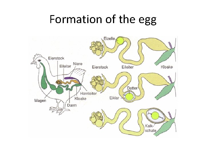 Formation of the egg 