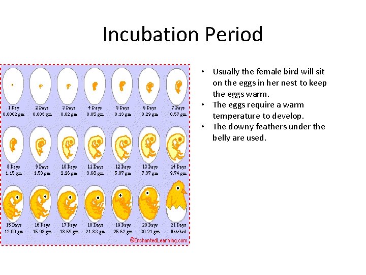 Incubation Period • Usually the female bird will sit on the eggs in her