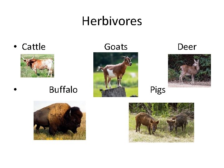 Herbivores • Cattle • Goats Buffalo Deer Pigs 