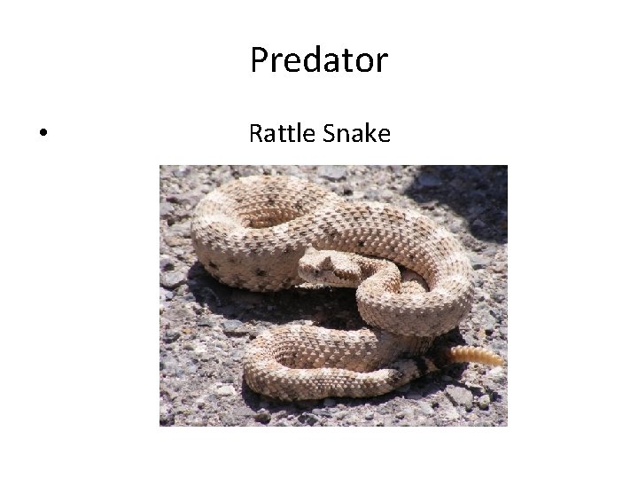 Predator • Rattle Snake 