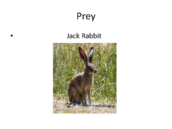 Prey • Jack Rabbit 