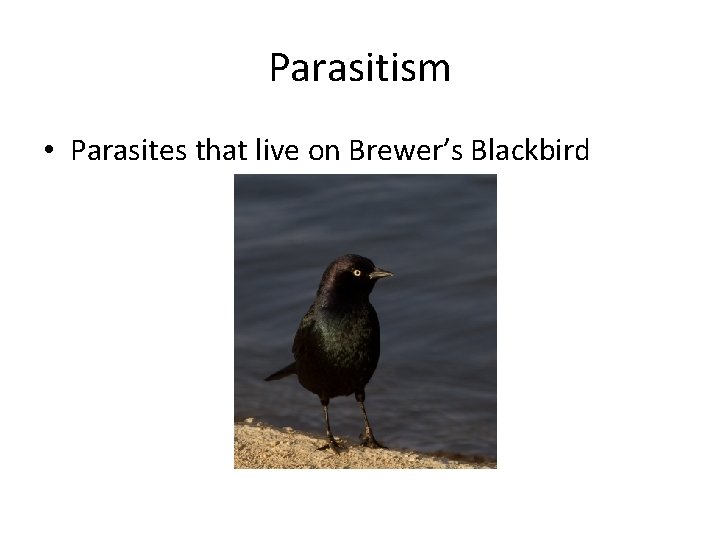 Parasitism • Parasites that live on Brewer’s Blackbird 