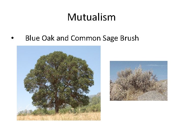 Mutualism • Blue Oak and Common Sage Brush 