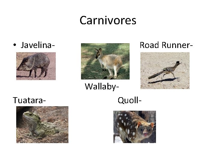 Carnivores • Javelina- Tuatara- Road Runner- Wallaby. Quoll- 