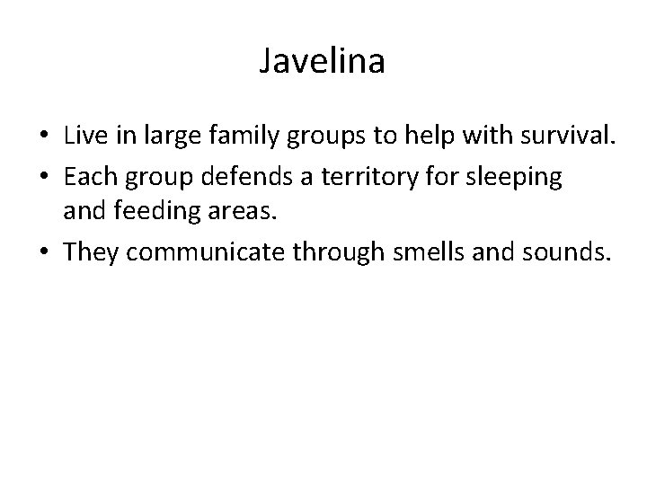 Javelina • Live in large family groups to help with survival. • Each group