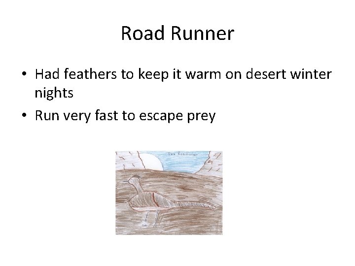 Road Runner • Had feathers to keep it warm on desert winter nights •