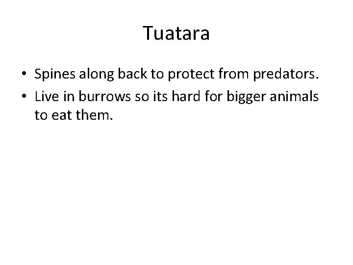 Tuatara • Spines along back to protect from predators. • Live in burrows so