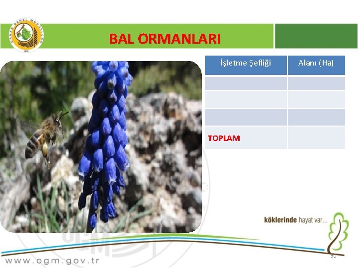 BAL ORMANLARI İşletme Şefliği Alanı (Ha) TOPLAM 30 