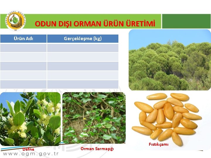 ODUN DIŞI ORMAN ÜRÜN ÜRETİMİ Ürün Adı Defne Gerçekleşme (kg) Orman Sarmaşığı Fıstıkçamı 