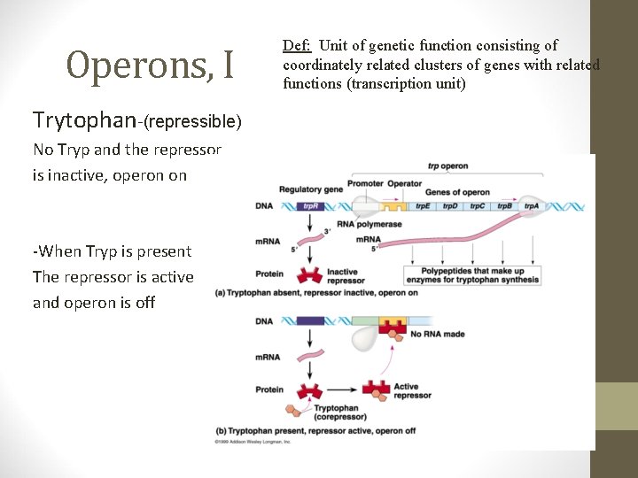 Operons, I Trytophan-(repressible) No Tryp and the repressor is inactive, operon on -When Tryp