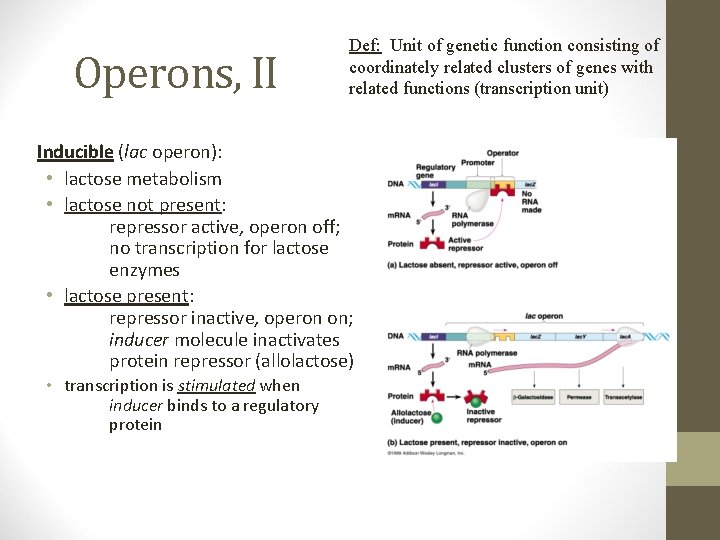 Operons, II Def: Unit of genetic function consisting of coordinately related clusters of genes