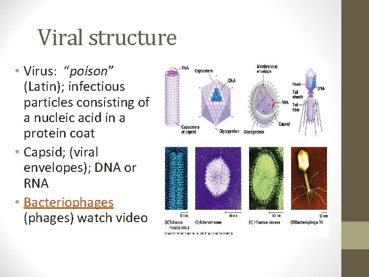 Viral structure • Virus: “poison” (Latin); infectious particles consisting of a nucleic acid in