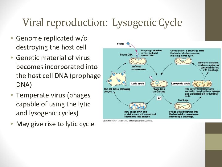 Viral reproduction: Lysogenic Cycle • Genome replicated w/o destroying the host cell • Genetic