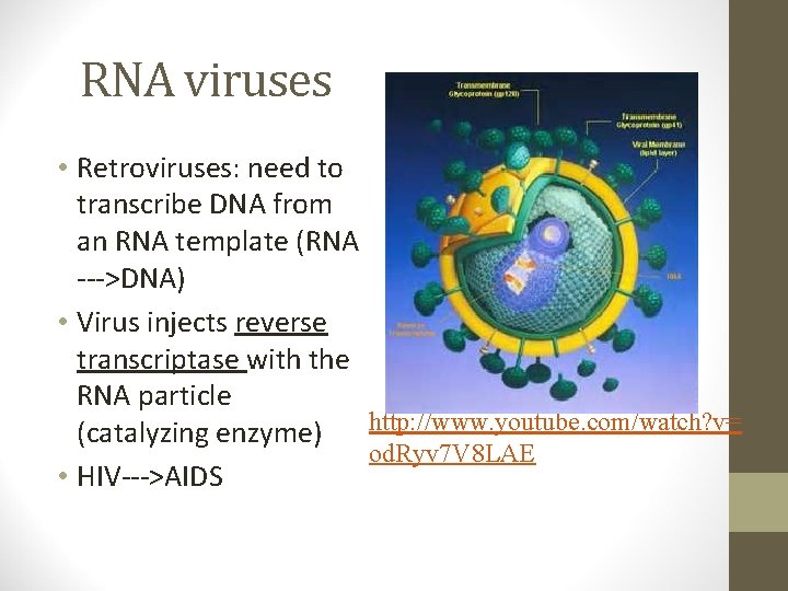 RNA viruses • Retroviruses: need to transcribe DNA from an RNA template (RNA --->DNA)