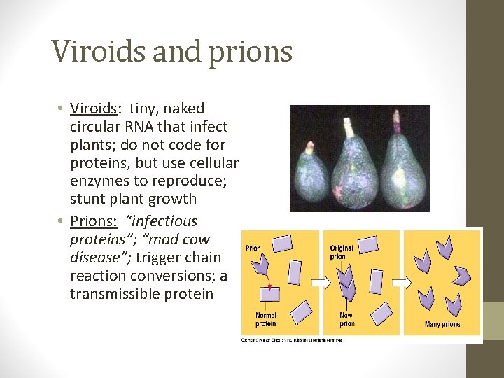Viroids and prions • Viroids: tiny, naked circular RNA that infect plants; do not