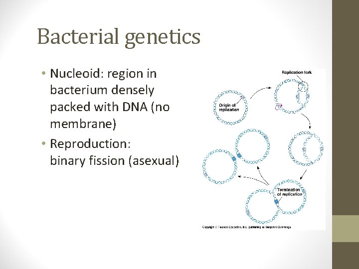 Bacterial genetics • Nucleoid: region in bacterium densely packed with DNA (no membrane) •