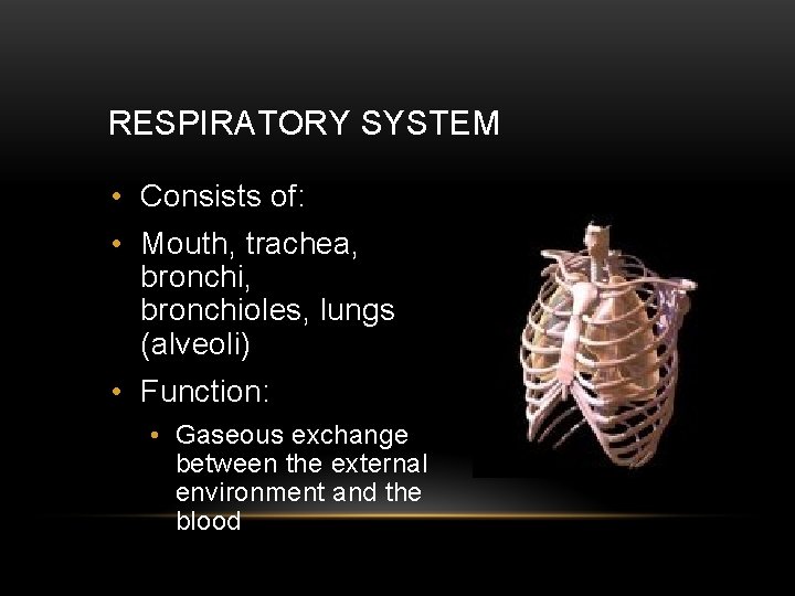 RESPIRATORY SYSTEM • Consists of: • Mouth, trachea, bronchioles, lungs (alveoli) • Function: •