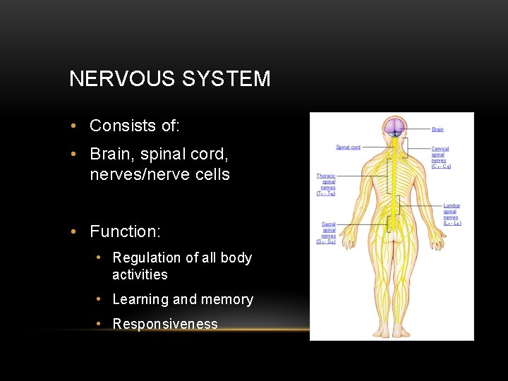 NERVOUS SYSTEM • Consists of: • Brain, spinal cord, nerves/nerve cells • Function: •