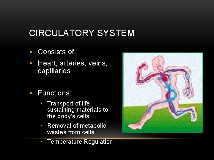 CIRCULATORY SYSTEM • Consists of: • Heart, arteries, veins, capillaries • Functions: • Transport