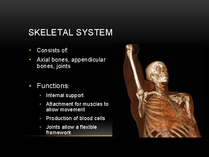 SKELETAL SYSTEM • Consists of: • Axial bones, appendicular bones, joints • Functions: •