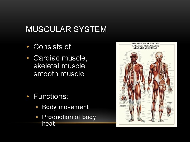 MUSCULAR SYSTEM • Consists of: • Cardiac muscle, skeletal muscle, smooth muscle • Functions: