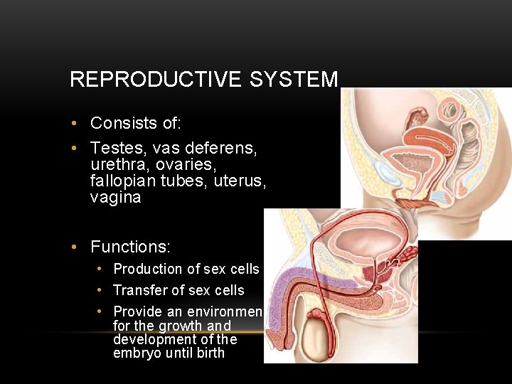 REPRODUCTIVE SYSTEM • Consists of: • Testes, vas deferens, urethra, ovaries, fallopian tubes, uterus,