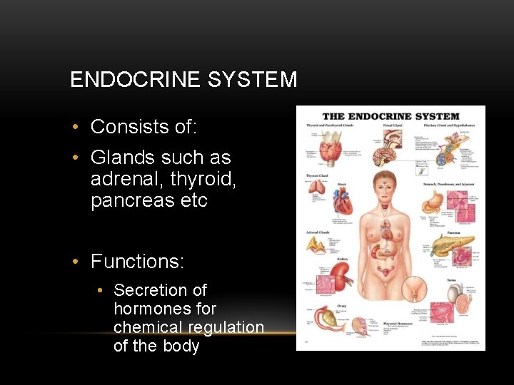 ENDOCRINE SYSTEM • Consists of: • Glands such as adrenal, thyroid, pancreas etc •