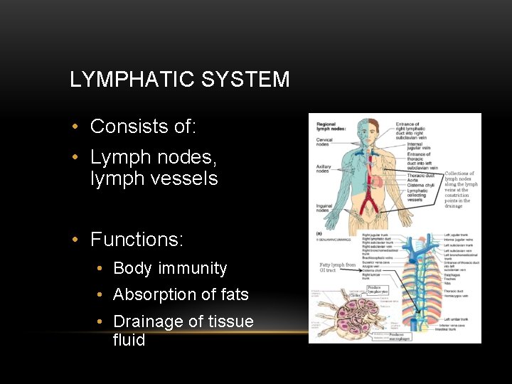LYMPHATIC SYSTEM • Consists of: • Lymph nodes, lymph vessels • Functions: • Body