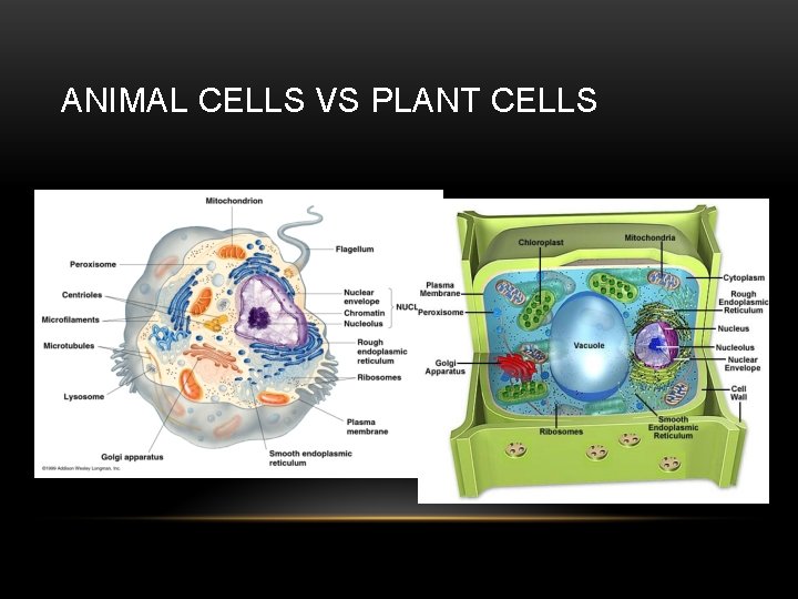 ANIMAL CELLS VS PLANT CELLS 