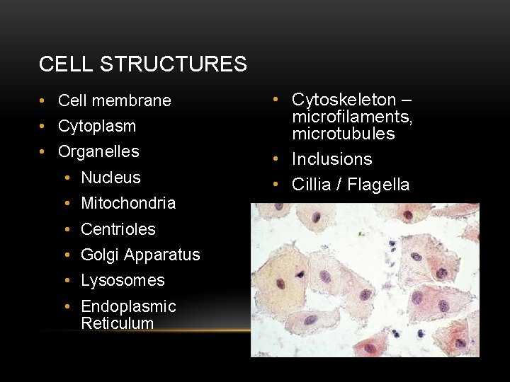CELL STRUCTURES • Cell membrane • Cytoplasm • Organelles • Nucleus • Mitochondria •