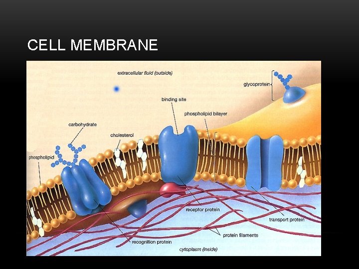 CELL MEMBRANE 