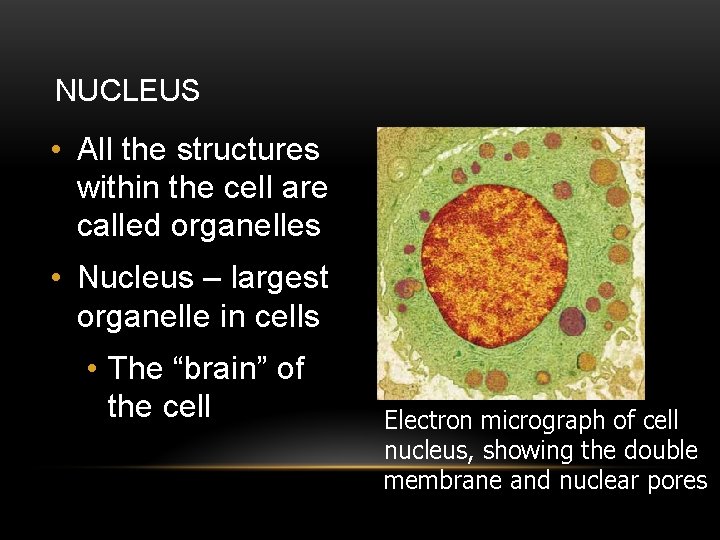 NUCLEUS • All the structures within the cell are called organelles • Nucleus –