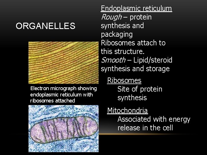 ORGANELLES Electron micrograph showing endoplasmic reticulum with ribosomes attached Endoplasmic reticulum Rough – protein