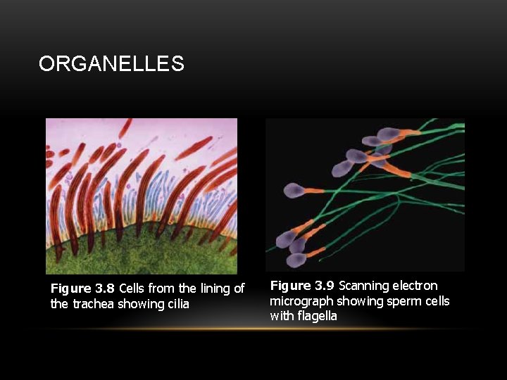 ORGANELLES Figure 3. 8 Cells from the lining of the trachea showing cilia Figure