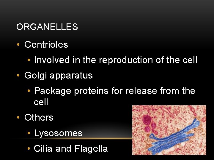 ORGANELLES • Centrioles • Involved in the reproduction of the cell • Golgi apparatus