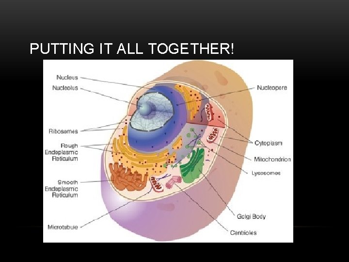 PUTTING IT ALL TOGETHER! 