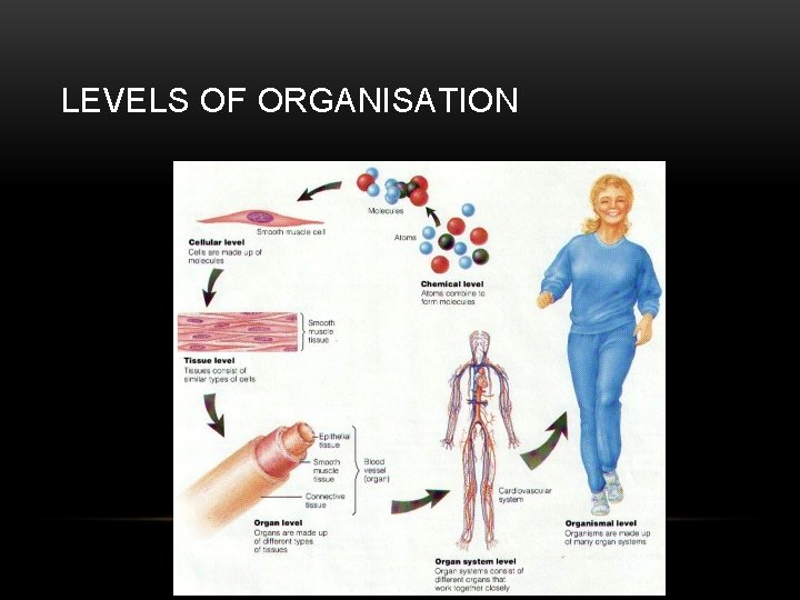 LEVELS OF ORGANISATION 
