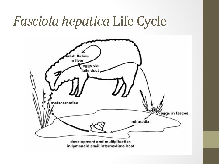 Fasciola hepatica Life Cycle 