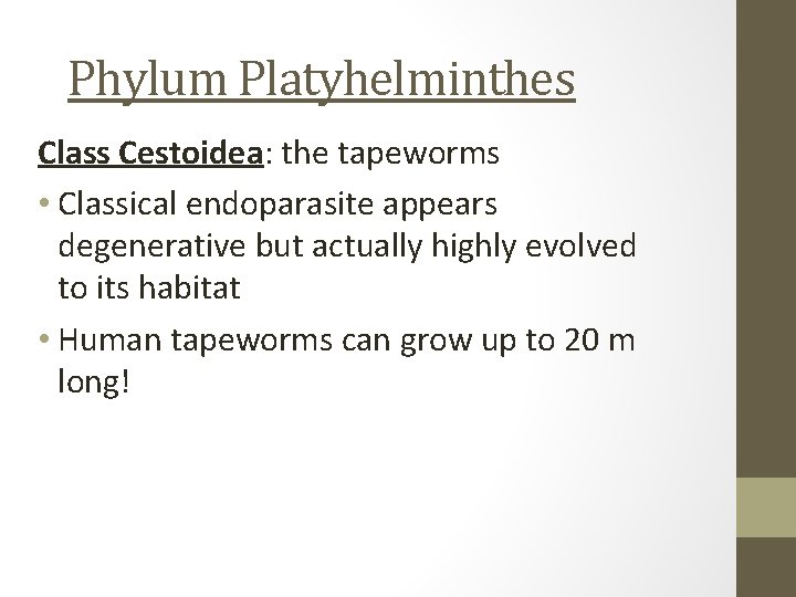 Phylum Platyhelminthes Class Cestoidea: the tapeworms • Classical endoparasite appears degenerative but actually highly